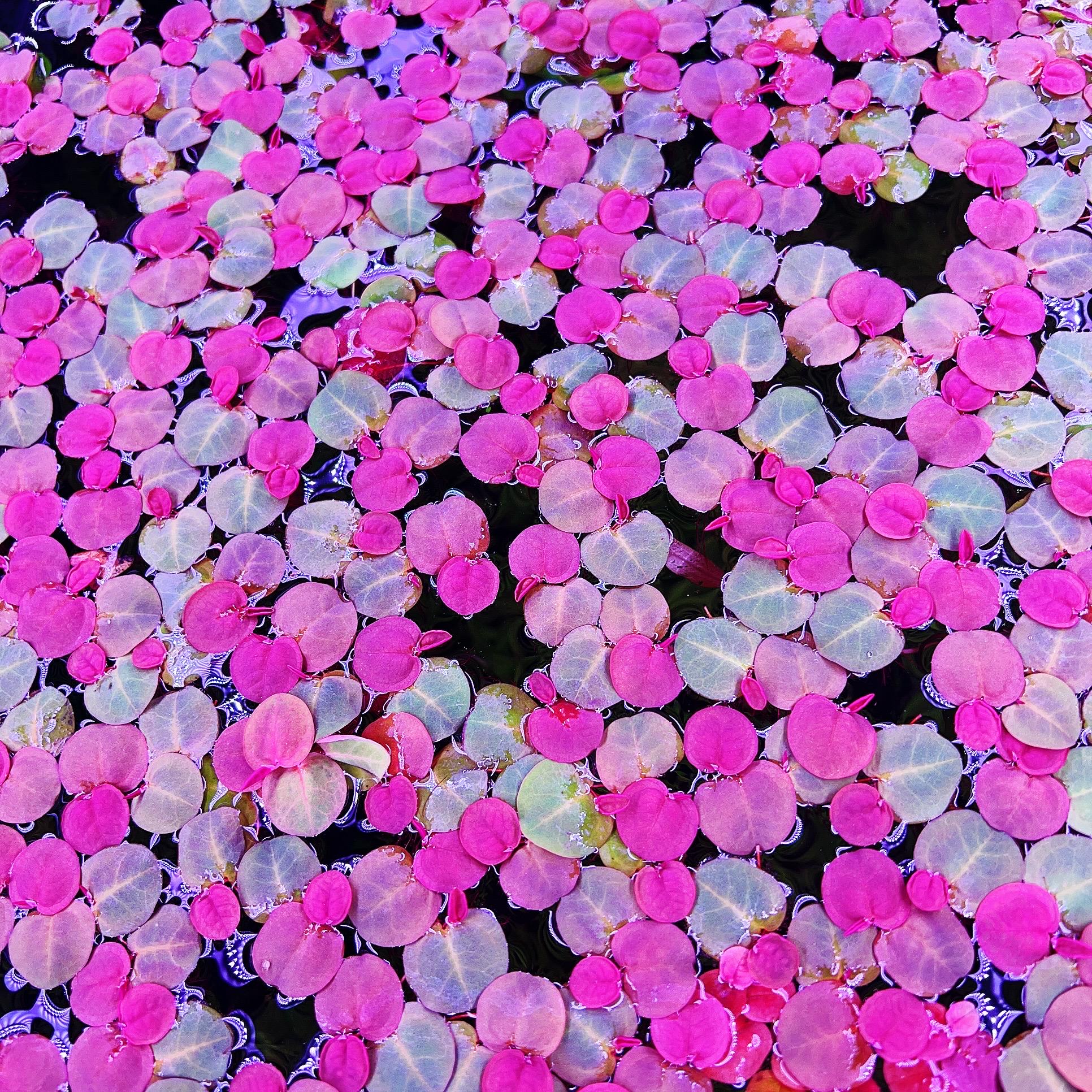 60+ leaf red root floaters live aquarium plant aquatic plant buy 2 get 1 free