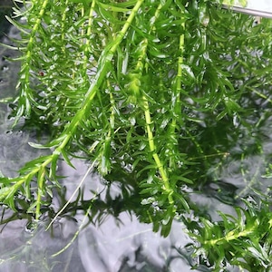 May include: A cluster of vibrant green aquatic plants with long, slender stems and pointed, narrow leaves arranged in whorls. The plant is partially submerged in clear water, showing multiple stems extending downwards into the liquid environment.