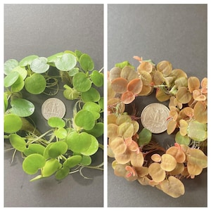 May include: Two images side-by-side showcasing aquatic plants. The left image displays vibrant green, round-leaf plants with a quarter for scale. The right image shows similar plants with reddish-brown and green leaves, also with a quarter for scale.