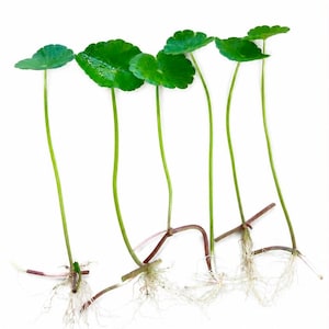 May include: Five green Centella asiatica plants with rounded, scalloped leaves on long, slender stems. Each plant features a horizontal runner or stolon with visible white, fibrous roots extending from the base of the stems against a white background.