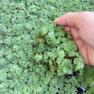 100+ leaf water spangle salvinia minima live floating aquarium plant buy 2 get 1  Free