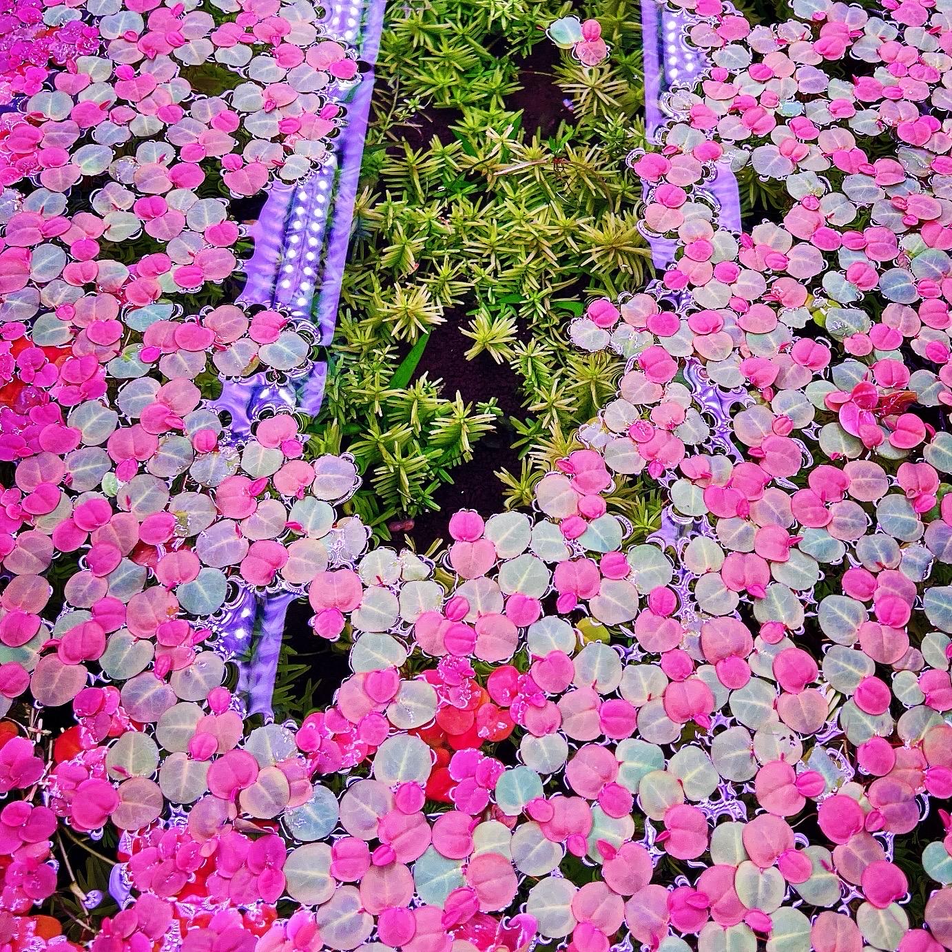 60+ leaf red root floaters live aquarium plant aquatic plant buy 2 get 1 free