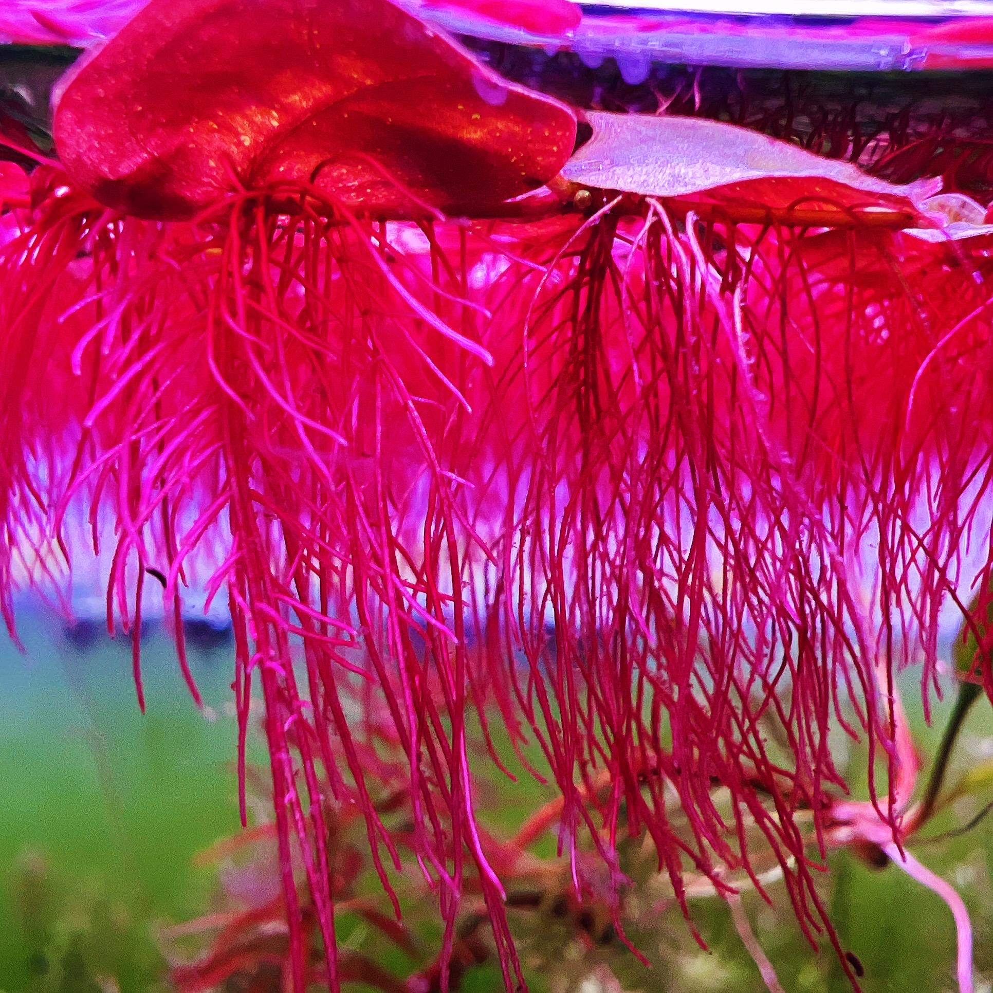 60+ leaf red root floaters live aquarium plant aquatic plant buy 2 get 1 free