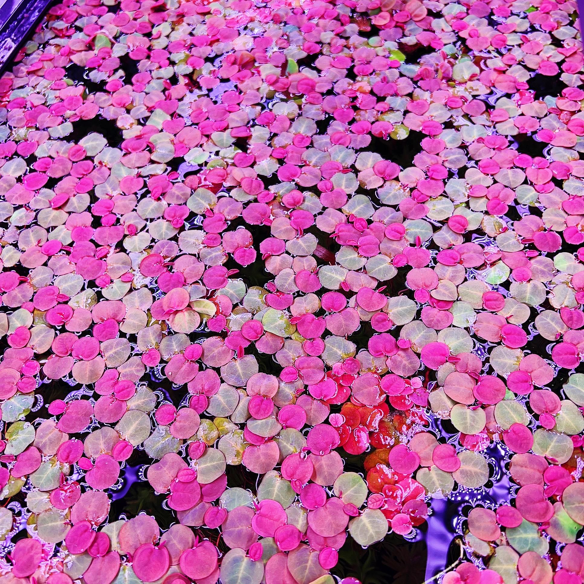 60+ leaf red root floaters live aquarium plant aquatic plant buy 2 get 1 free