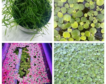 Floating plant combo( red root, giant duckweed, guppy grass, Amazon frogbit) buy 2 get 1 Free