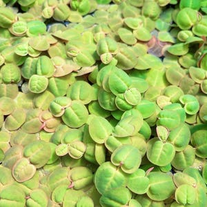 May include: A dense cluster of small, floating aquatic plants featuring rounded, light green leaves with subtle pinkish edges. The foliage is tightly packed, creating a textured surface of overlapping, heart-shaped leaves that cover the entire frame.