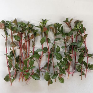 May include: A collection of multiple plant cuttings arranged in rows, each featuring slender, vibrant red stems and pointed green leaves with subtle reddish undertones. The stems are tied together in small bundles with thin, light-colored string.