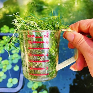 May include: A clear plastic measuring cup filled with green aquatic plants. The cup has red markings indicating ounces and cups.