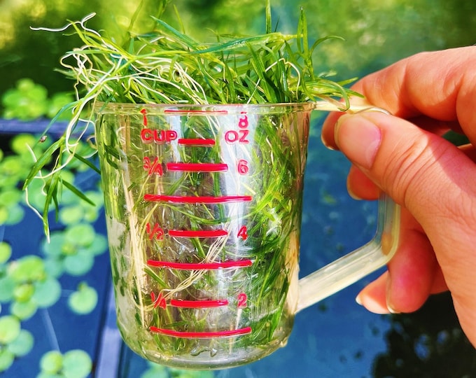 Guppy Grass - Najas Guadelupensis - Easy Live Aquarium Plant For Beginners