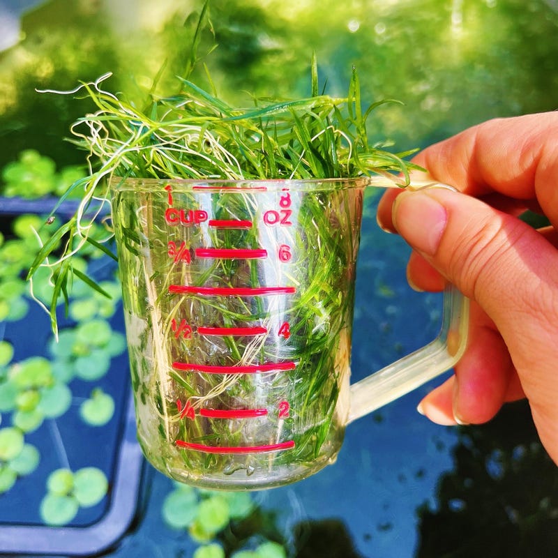 The Benefits of Adding Guppy Grass to Your Aquarium