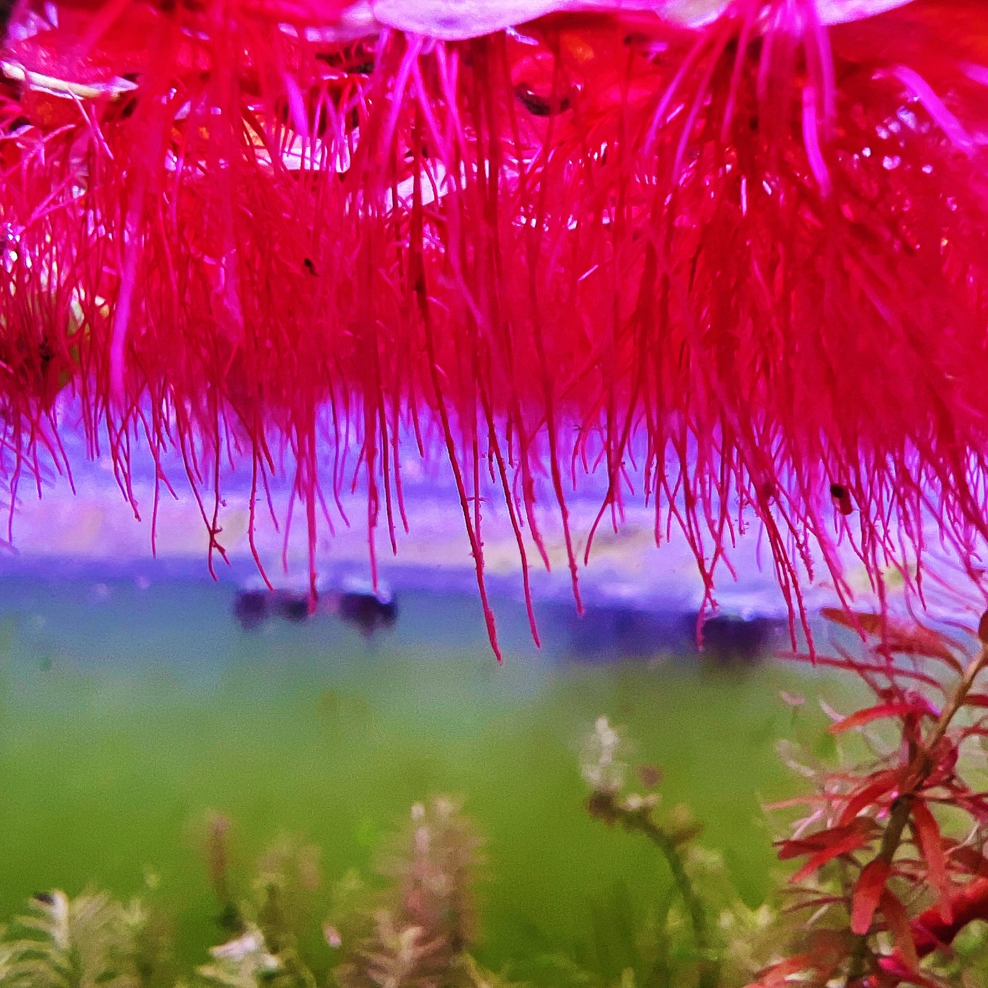 60+ leaf red root floaters live aquarium plant aquatic plant buy 2 get 1 free