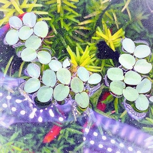 May include: Close-up of aquatic plants with small, round, light green leaves floating on the water's surface. The background features green and yellow foliage, creating a natural, vibrant scene. The image is well-lit, highlighting the textures and colors.