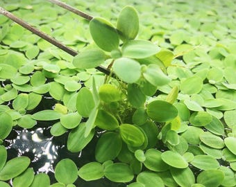 50+ leaves( 10+ plants) dwarf  Water  Lettuce live floating aquarium and pond plant buy 2 get 1 free
