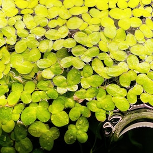 May include: A dense cluster of small, vibrant lime-green duckweed leaves floating on the surface of the water. The individual oval-shaped leaves are tightly packed together, creating a textured, bright green carpet with visible water droplets.