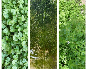 Bunch of Najas Guppy Grass – Glass Grown Aquatics