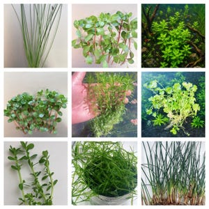 May include: A collage of aquatic plants, showcasing various types of greenery. The images include close-ups of different aquatic plants, with varying leaf shapes and textures. Some plants have long, thin blades, while others have round or oval leaves.