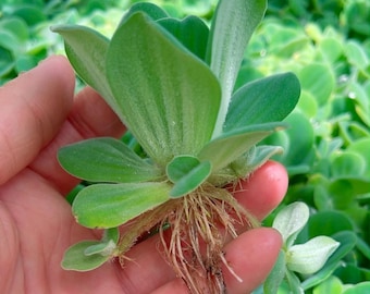 10+ plants medium water lecttuce live floating aquarium plant. BUY 2 GET 1 FREE