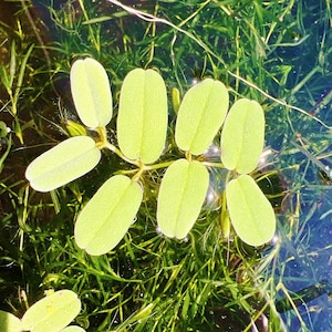May include: A close-up of a group of light green leaves floating in clear water. The leaves are oval-shaped and have a smooth texture. The water is clear and reflects the light.
