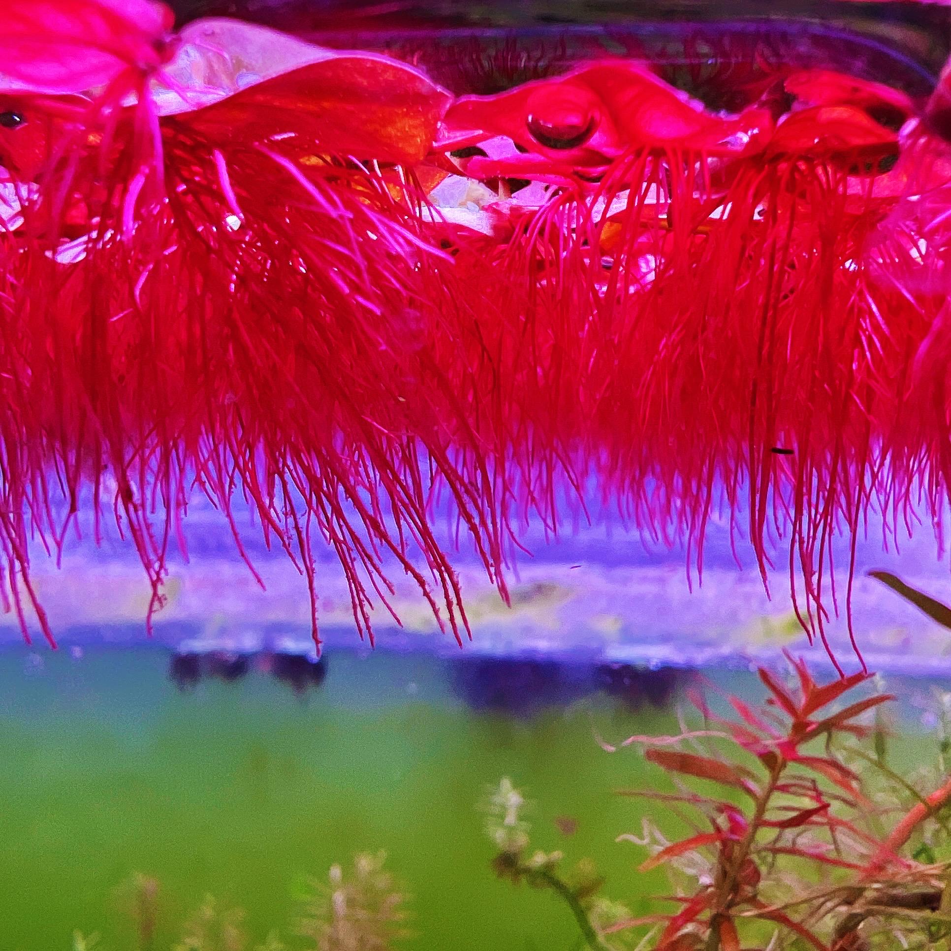 60+ leaf red root floaters live aquarium plant aquatic plant buy 2 get 1 free