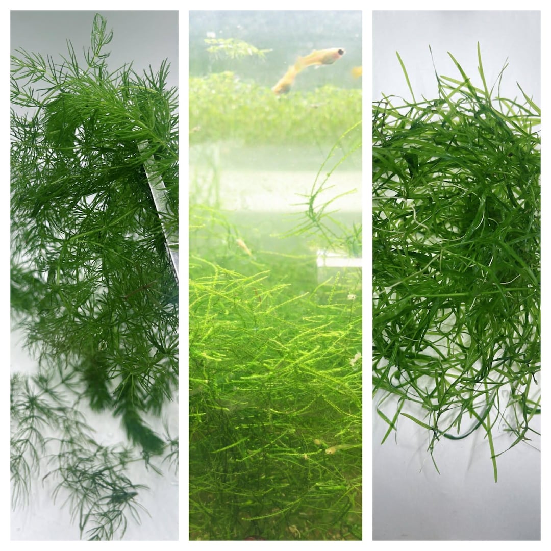 Floating Plant Combo( Java Moss + Guppy Grass+hornwort Live Aquarium ...