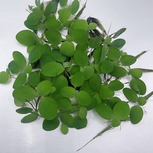 1 Cup Guppy Grass Live Aquarium Plan Aquatic Plant Buy 2 Get 1 Free