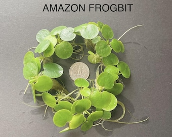 50+ leaf( 10+ plants) Amazon Frogbit live aquarium plant buy 2 get 1 free