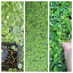 May include: A triptych of images showcasing aquatic plants. The first image features a black container with small fish and round, green floating plants. The second image is a close-up of small, round green plants. The third image shows a hand holding green, oval-shaped plants.