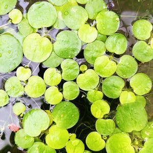 May include: Overhead view of floating aquatic plants with round, bright green leaves. The leaves vary in size and are densely packed together, creating a textured surface on the water. Some leaves have a heart-like shape.