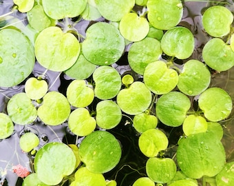 50+ leaves( 10+ plants) Amazon Frogbit live aquarium plant buy 2 get 1 free