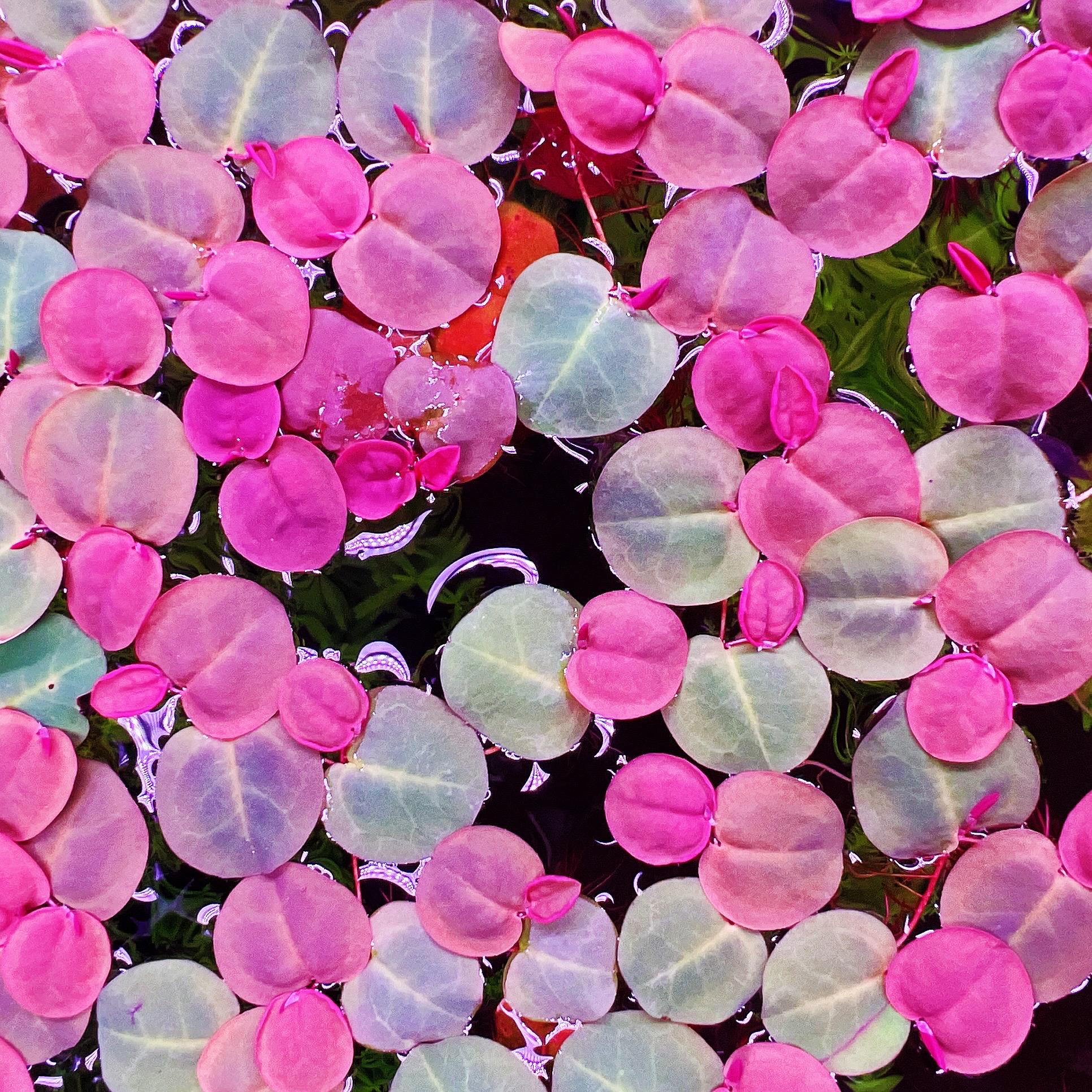 60+ leaf red root floaters live aquarium plant aquatic plant buy 2 get 1 free