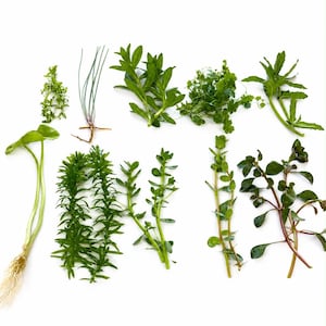 May include: A collection of various aquatic plants arranged on a white surface. The assortment includes stems with thin green leaves, a plant with a visible root system, and several leafy sprigs in shades of vibrant and deep green.