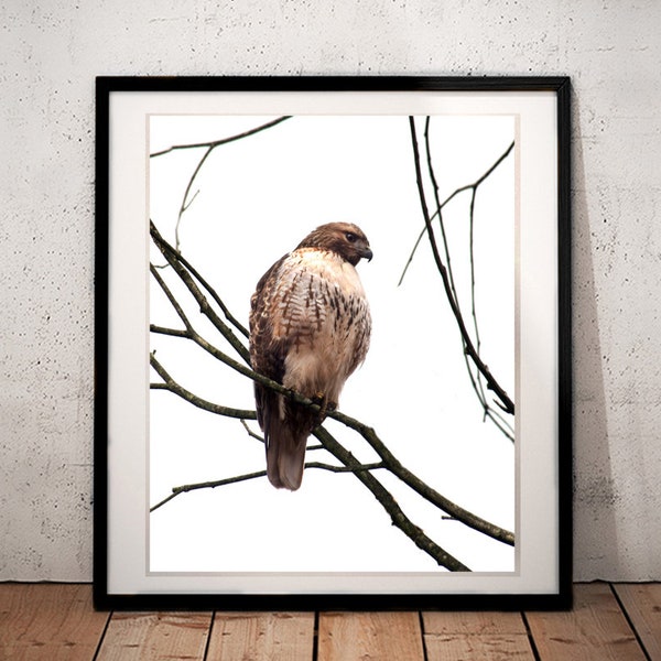 Red Tailed Hawk - Minimal Nature Photography Print Wall Art