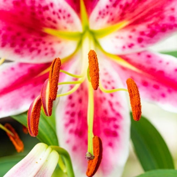 Lilly Close Up; Pink and White Stripped Lilly; Original, Fine Art Photography Print; Flower; Floral; Gift for Mom; Pink Flower; Gift for Her