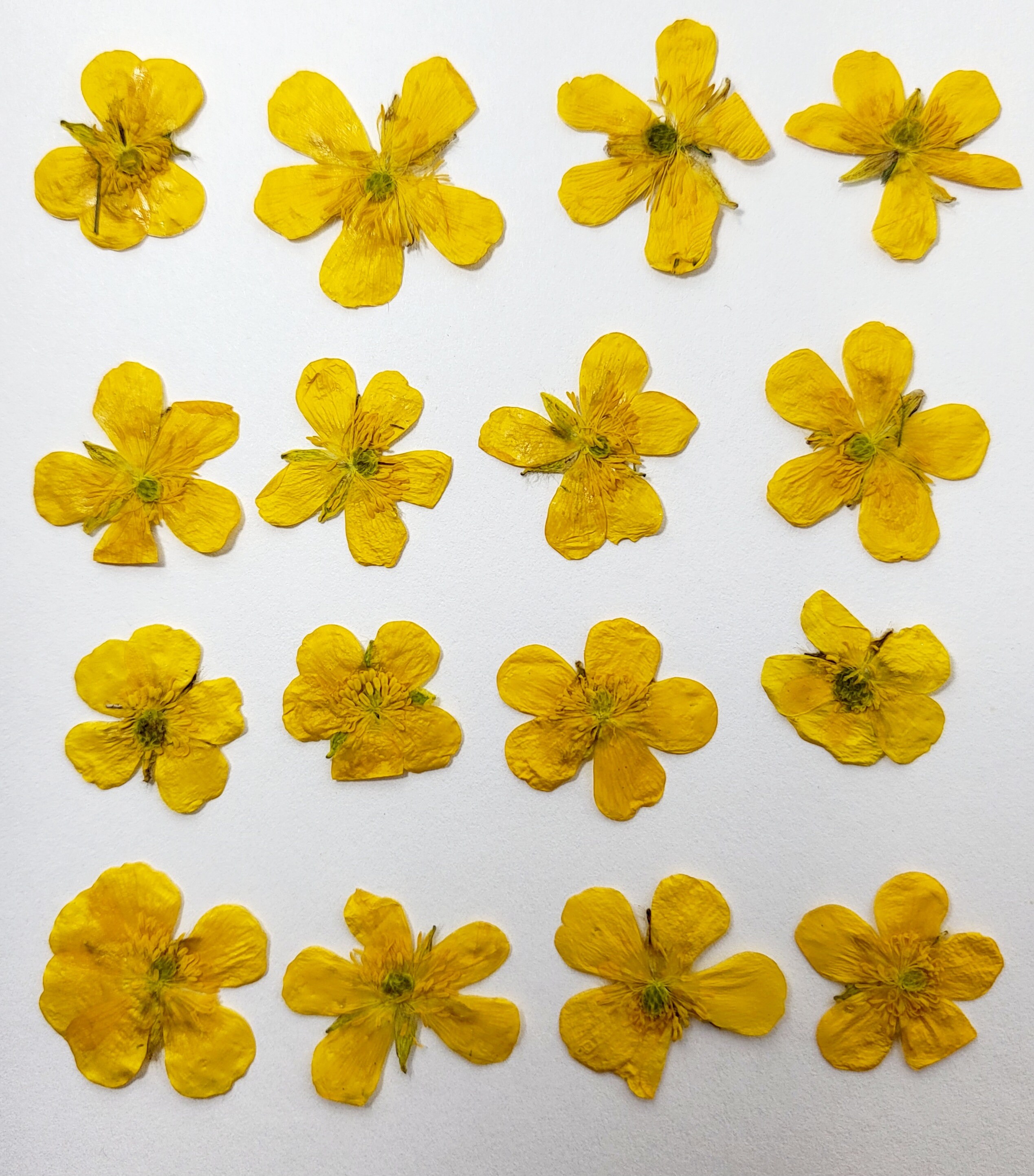 6 PCS Set (6-9CM) Dried Pressed Yellow Flower Stems, Real Pressed dried  Flowers, Flat Pressed Flower, Preserved Yellow Dried Flower Stems