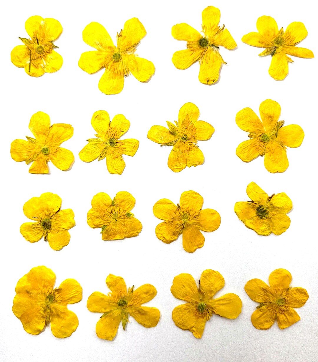 Vancouver Island Pressed Buttercups Flowers. Latin: Ranunculus. Sixteen ...