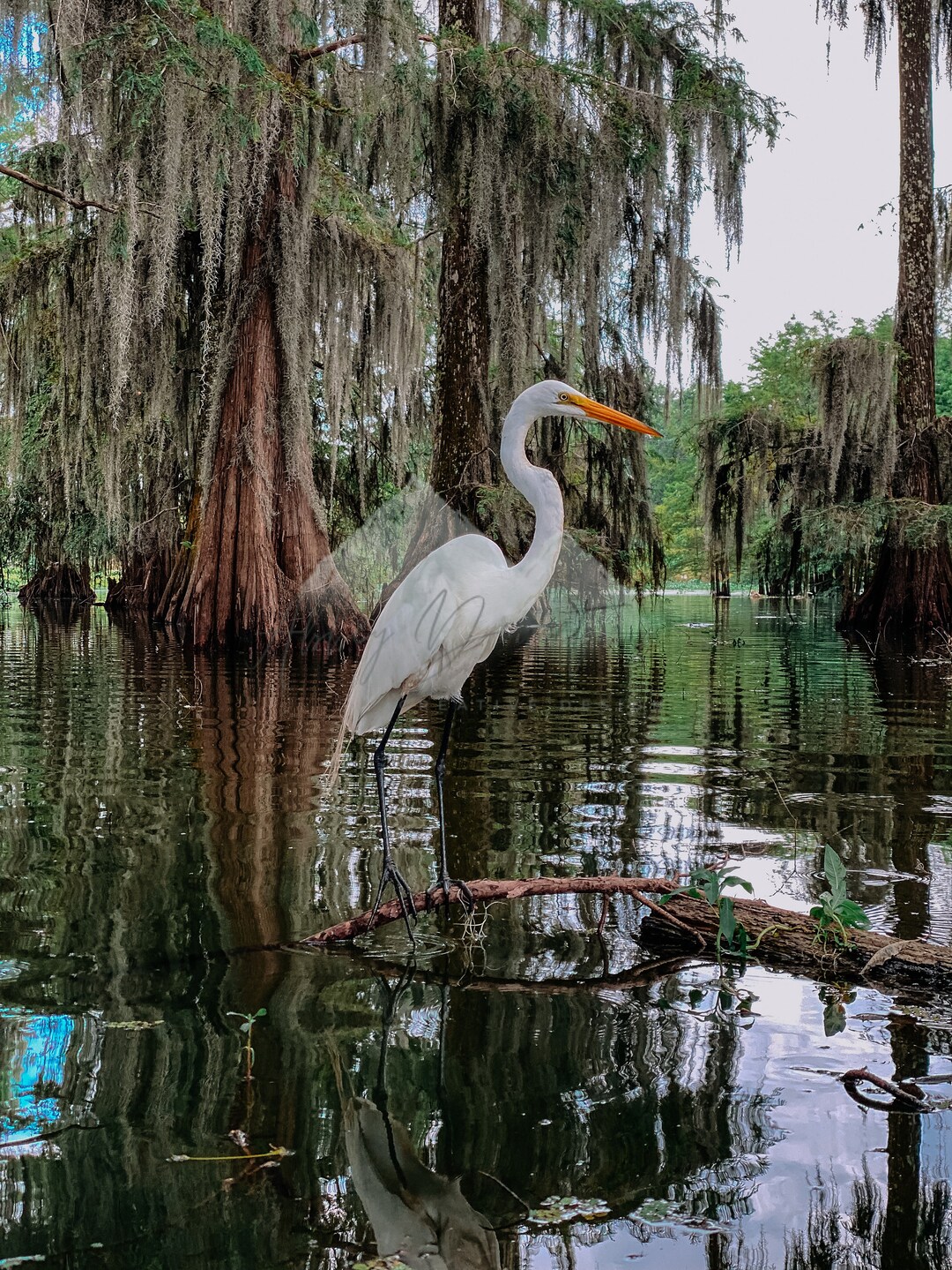 Louisiana Egret 3 Digital Print Etsy