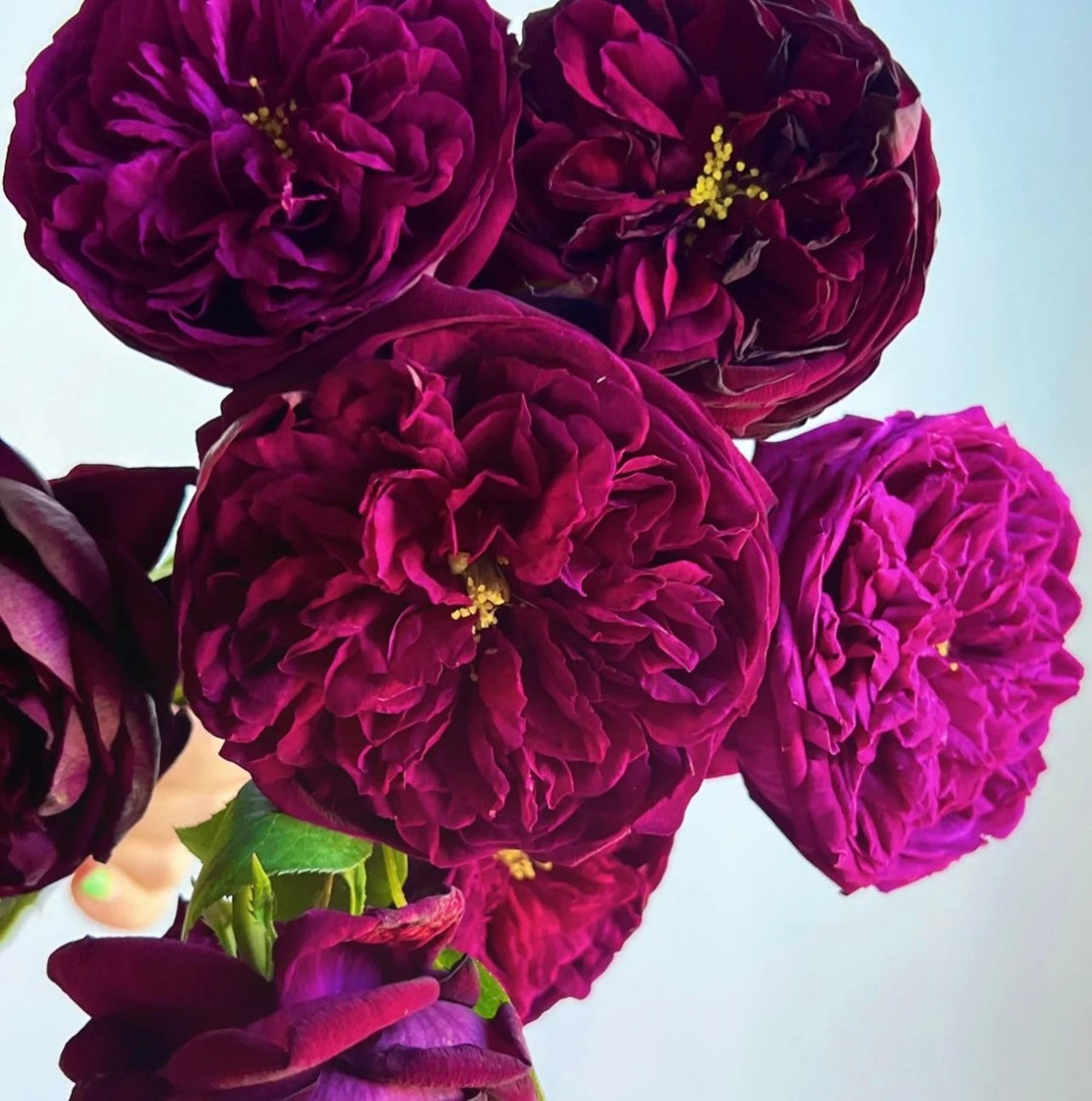 Japanese Rose royal Palace ロワイヤル 皇宮 Live Plant Etsy