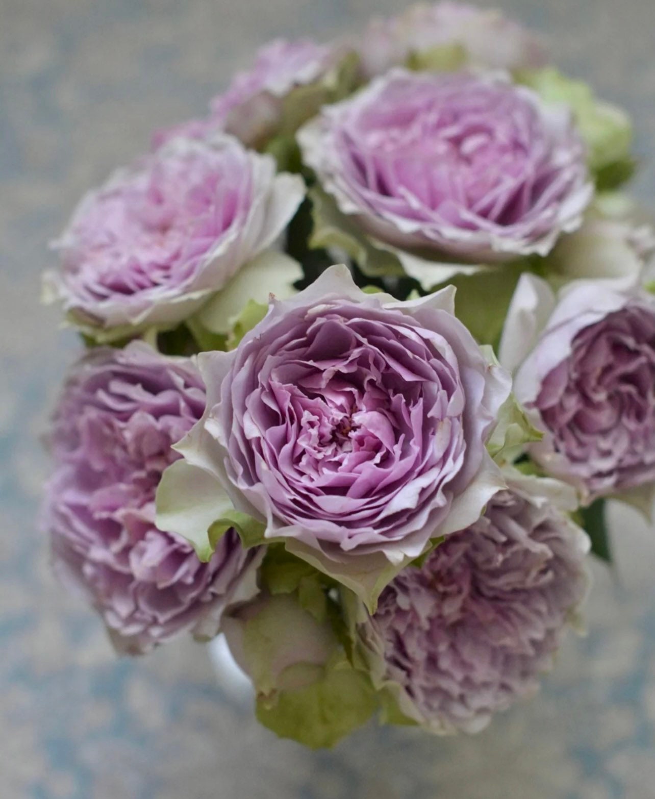 Japanese Rose coffret コフレ珠寶盒 Live Plant Etsy