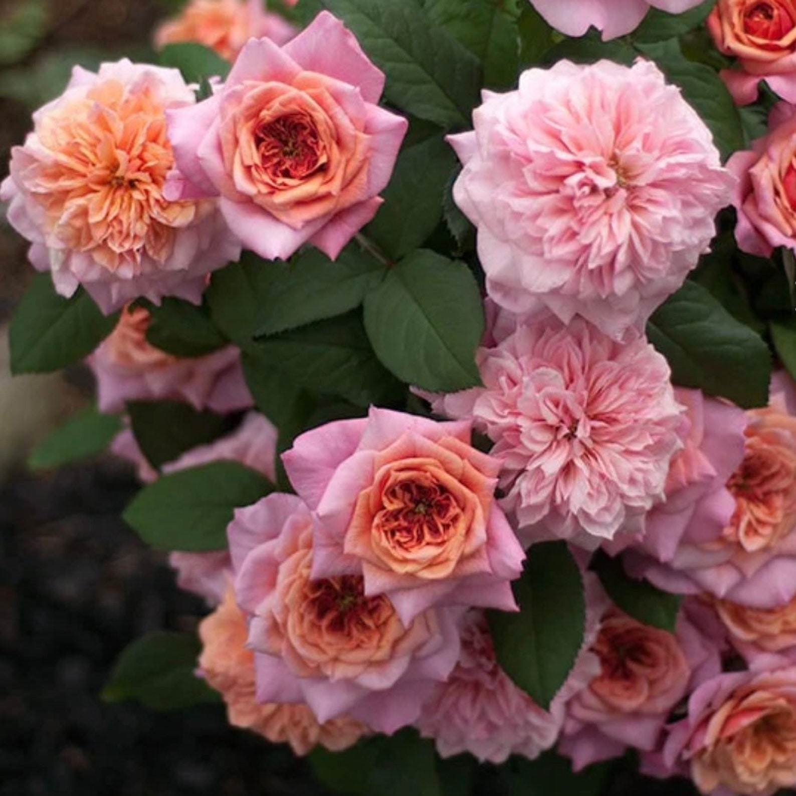 Japanese Rose miyabi 雅 2 Year Bare Root 2年生大苗 Etsy