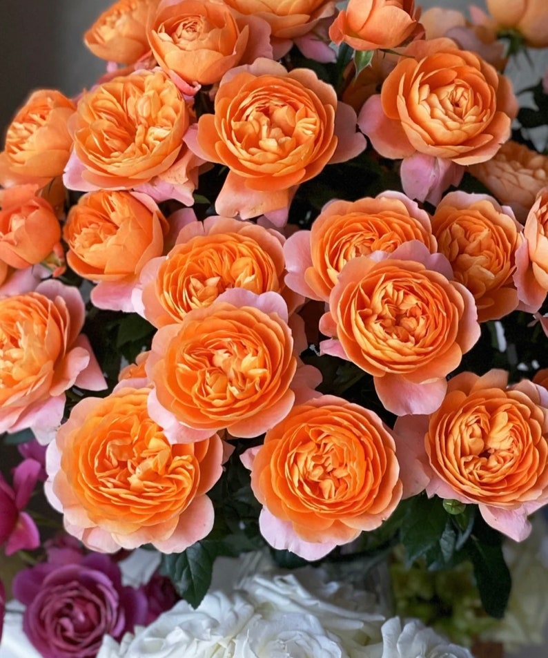 Dutch Rose juicy Terrazza live Plant Etsy