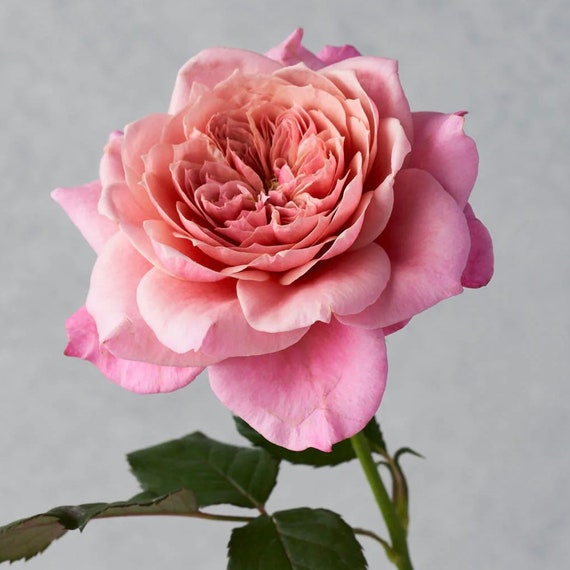 Japanese Rose miyabi 雅 2 Year Bare Root 2年生大苗 Etsy