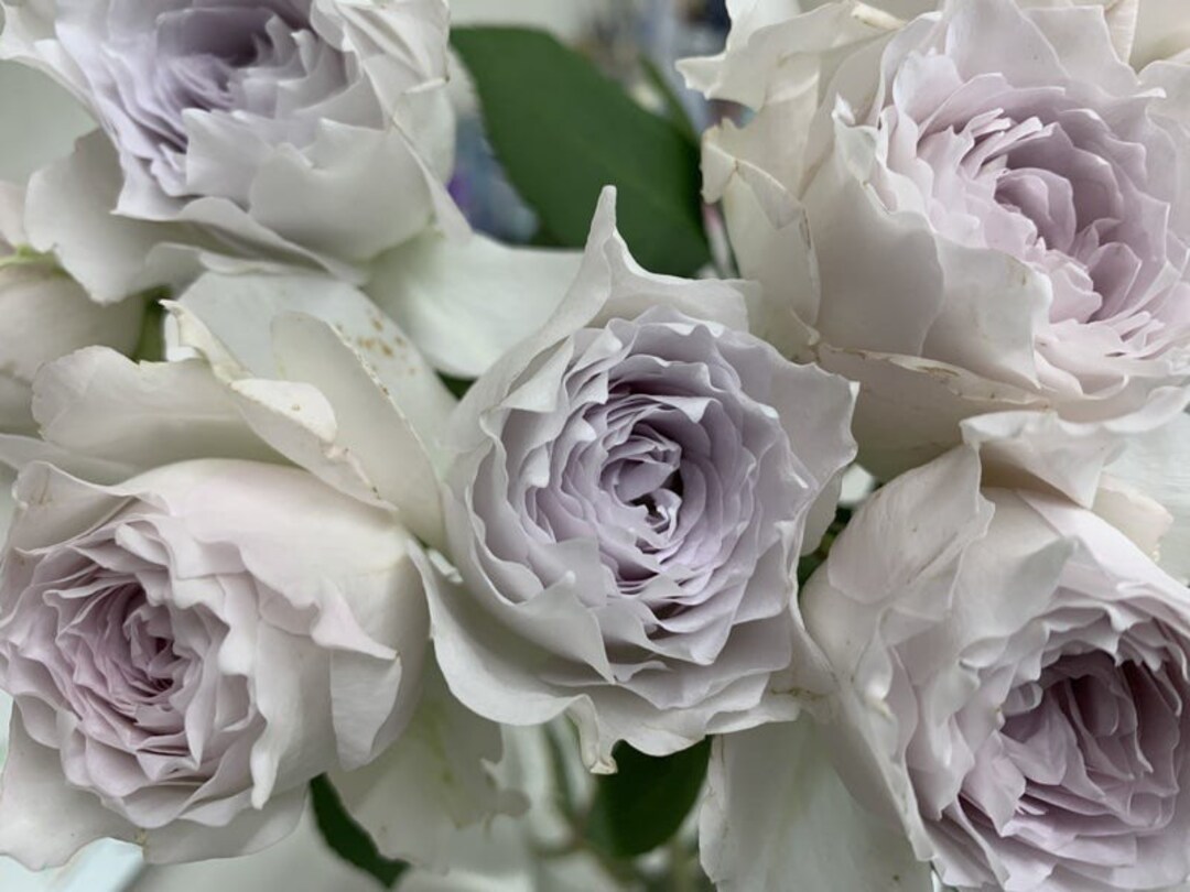 Japanese Rose gabriel ??????????????? ????????? by ??????????????? Live Plant Etsy