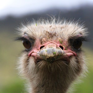 Ostrich digital print