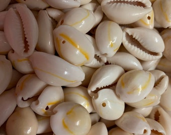 Cowrie HighQuality Drilled genuine seashells, Large Cowrie shell for jewellery making, Art & Crafts
