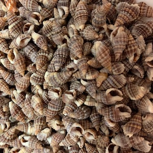 May include: A close-up image of a pile of small, brown and white seashells. The shells are all about the same size and have a spiral shape.