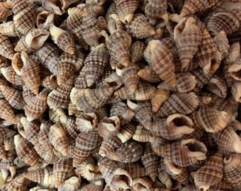 Natural Spiral Seashell, Genuine Conch Seashell , Great Quality Undrilled Shells