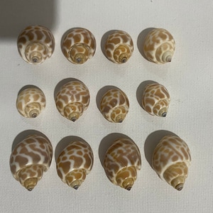 Puede incluir: Doce pequeñas conchas marrones y blancas con un diseño estampado. Las conchas están dispuestas en tres filas de cuatro.