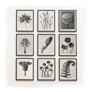 Karl Blossfeldt Botanical Photography Prints, Set of 9 (Digital Download)