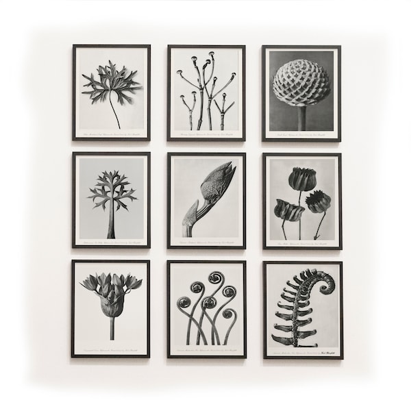 Karl Blossfeldt Black & White Prints, Set of 9 Botanical Prints, Famous Photography Wall Art Gallery, Botanical Nature Photography close up