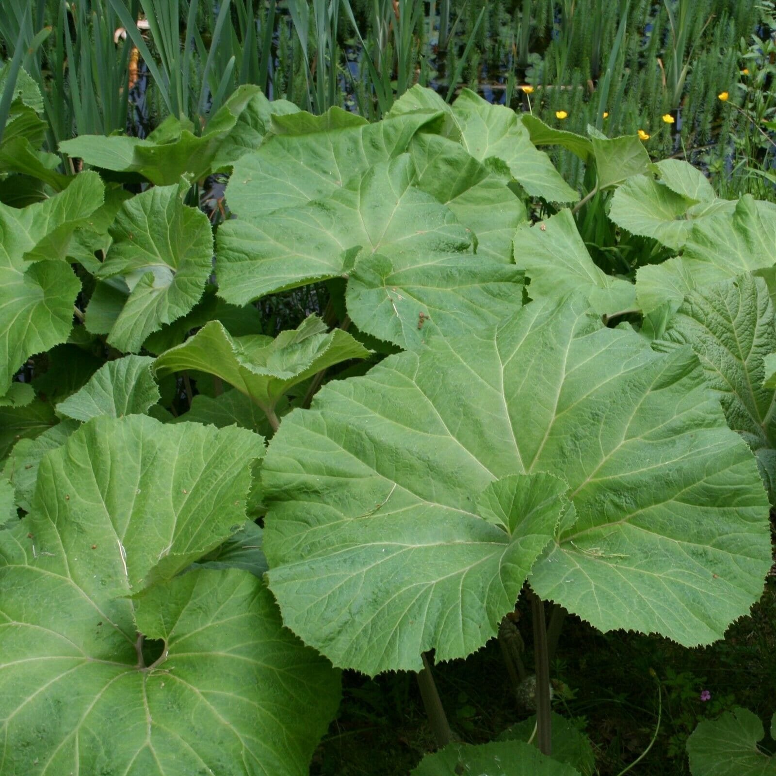 Butterbur Plant XXXL petasites Japonicus Like Gunnera Etsy UK